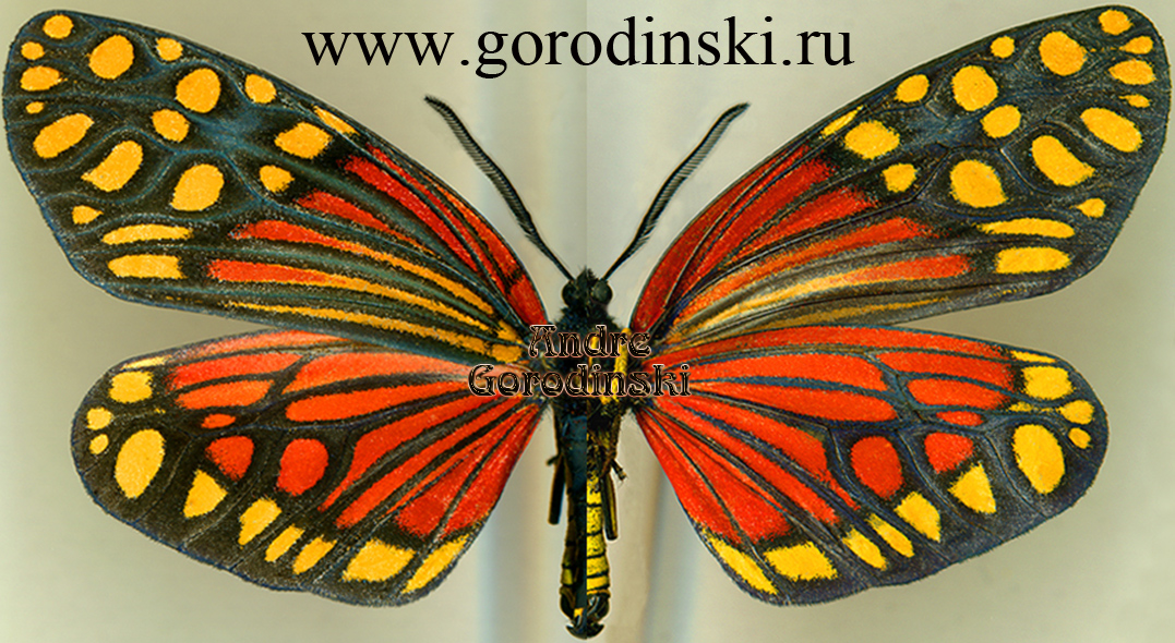 http://www.gorodinski.ru/lepidoptera/Campylotes desgodinsi yunnanensis.jpg